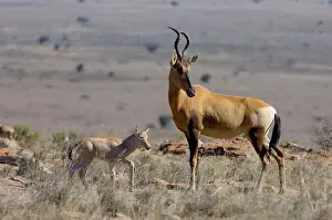Hartebeest: Red Haretebeest - Female with young calf