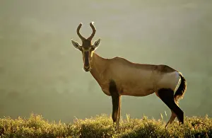 Hartebeest: Red Hartebeest