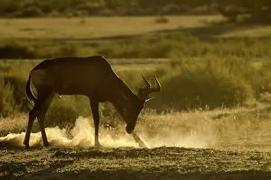 Hartebeest: Red hartebeest
