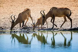 Hartebeest: Red hartebeest (Alcelaphus buselaphus caama), Etosha