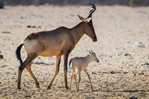 Hartebeest: Red hartebeest (Alcelaphus buselaphus caama), female