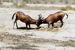 Hartebeest: Red Hartebeest - bulls fighting