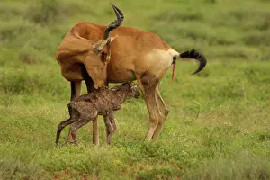 Hartebeest: Red Hartebeest cow with newborn calf