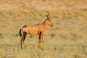 Hartebeest: Red Hartebeest - Early morning portrait