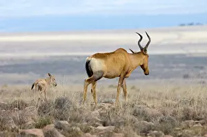 Hartebeest: Red Hartebeest - Female with young calf. Inhabits