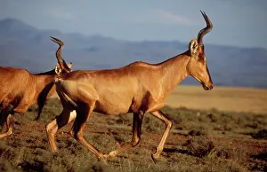 Buselaphus: Red HARTEBEEST - running