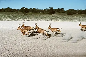 Speed: RED HARTEBEEST - running