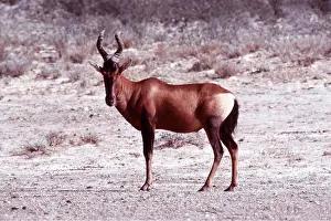 Hartebeest: RED HARTEBEEST - standing