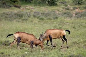 Hartebeest: Red Hartebeest - Territorial fight between two bulls