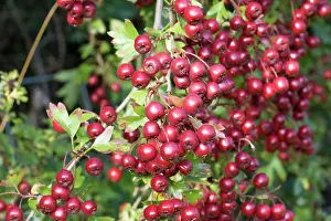 Hawthorns: Red hawthorn - berries