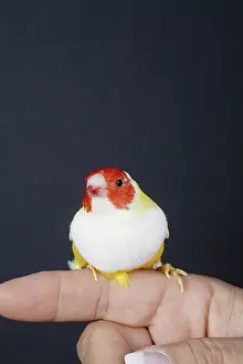 Gouldiae: Red-head White-breasted Yellow Gouldian Finch