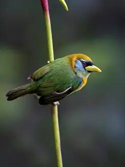 Multi: Red-headed Barbet (Eubucco bourcieri), female, Colombia