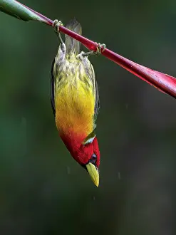 Hung: Red-headed Barbet (Eubucco bourcieri), male, Colombia