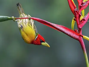 Hung: Red-headed Barbet (Eubucco bourcieri), male, Colombia