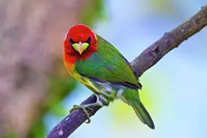 Cloud Forest: Red-headed Barbet Eubucco bourcieri, male. The red-headed