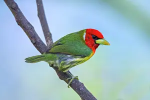 Cloud Forest: Red-headed Barbet Eubucco bourcieri, male. The red-headed