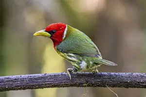 Woodpeckers: Red-headed barbet (Eubucco bourcierii), male, Mindo Forest