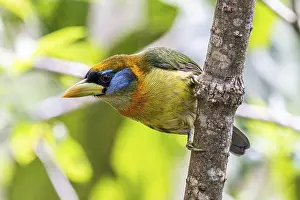 Woodpeckers: Red-headed barbet (Eubucco bourcierii)