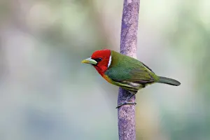 Barbet: Red-headed Barbet Eubucco bourcierii Sarapiqui, Costa Rica BI