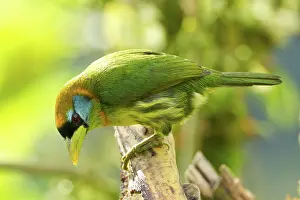 Barbet: Red-headed Barbet (female)