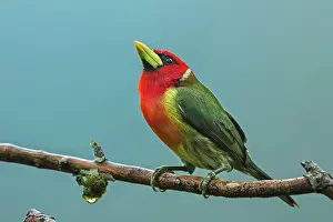 Barbet: Red-headed Barbet, male, Cueva de los Guacharos