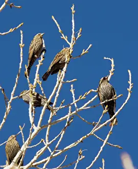 Phoeniceus: Red-headed Blackbirds - Flock of females in winter