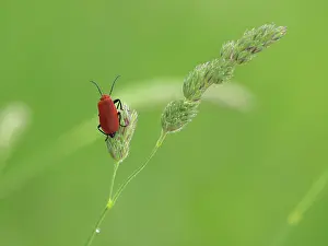 Cardinal: Red-headed Cardinal Beetle