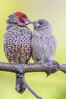 Finch: Red-headed finch pair nuzzling in southern Africa