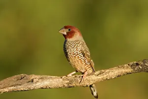 Erythrocephala: Red-Headed Finch - Portrait of a male bird perched on branch