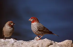 Twala Trust Asbl: RED-HEADED FINCHES - two males