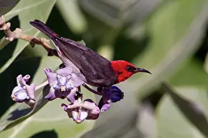 Honeyeaters: Red-headed Honeyeater - Male feeding on flowers
