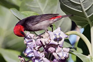 Honeyeaters: Red-headed Honeyeater - Male feeding on flowers