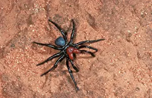 Fangs: Red-headed mouse SPIDER - male searching for mate