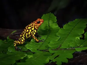 Frond: Red-headed Poison-frog (Oophaga anchicayensis), Colombia