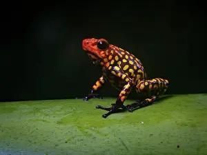 Salientia: Red-headed Poison-frog (Oophaga anchicayensis), Colombia