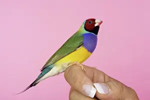 Gouldiae: Red-headed Purple-breasted Gouldian Finch