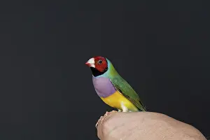 Gouldiae: Red-headed Purple-breasted Gouldian Finch