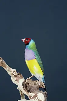 Gouldiae: Red-headed Purple-breasted Gouldian Finch