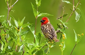 Backside: Red-headed Quelea, Serengeti National Park