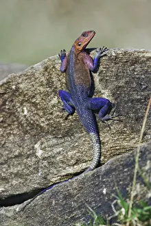 Agama: Red-Headed Rock Agama