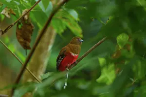 Zone: Red-headed trogon