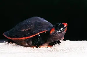 Andrea Florence: Red-headed TURTLE