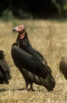 Gillean White: RED-HEADED VULTURE