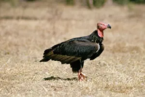 Gillean White: Red-headed Vulture