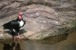 Calvus: Red-headed Vulture