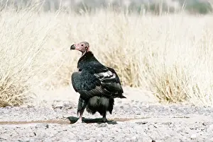 Temperature: RED-HEADED VULTURE