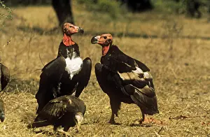 Gillean White: Red-headed Vulture - male and female