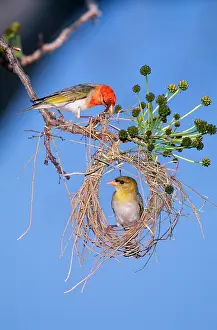 Melanotis: Red-headed Weaver