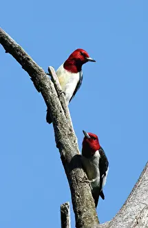 Treehole: Red-headed Woodpecker