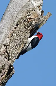 Treehole: Red-headed Woodpecker